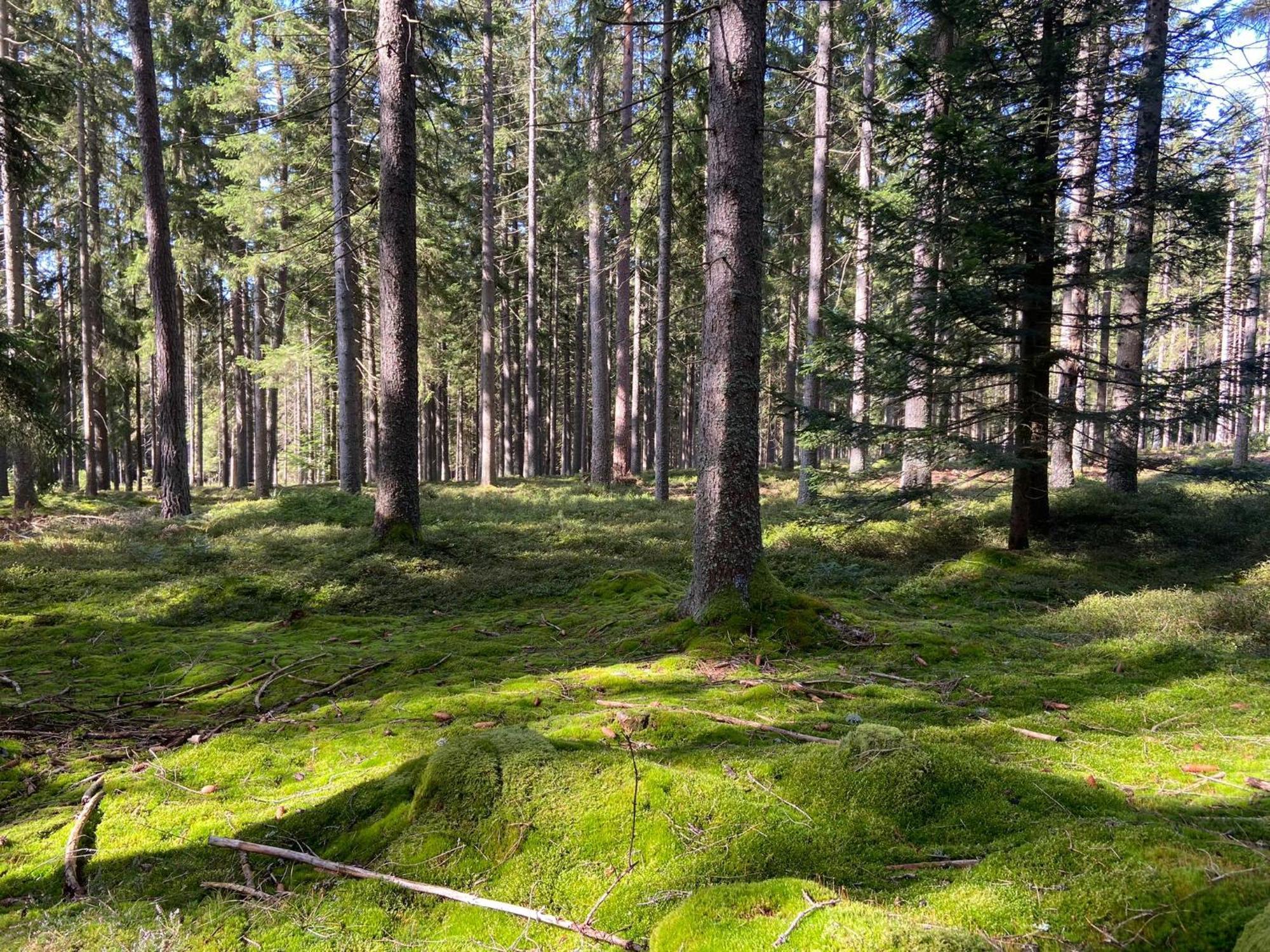 Landgasthof Brandtner Wirt Langdorf  المظهر الخارجي الصورة