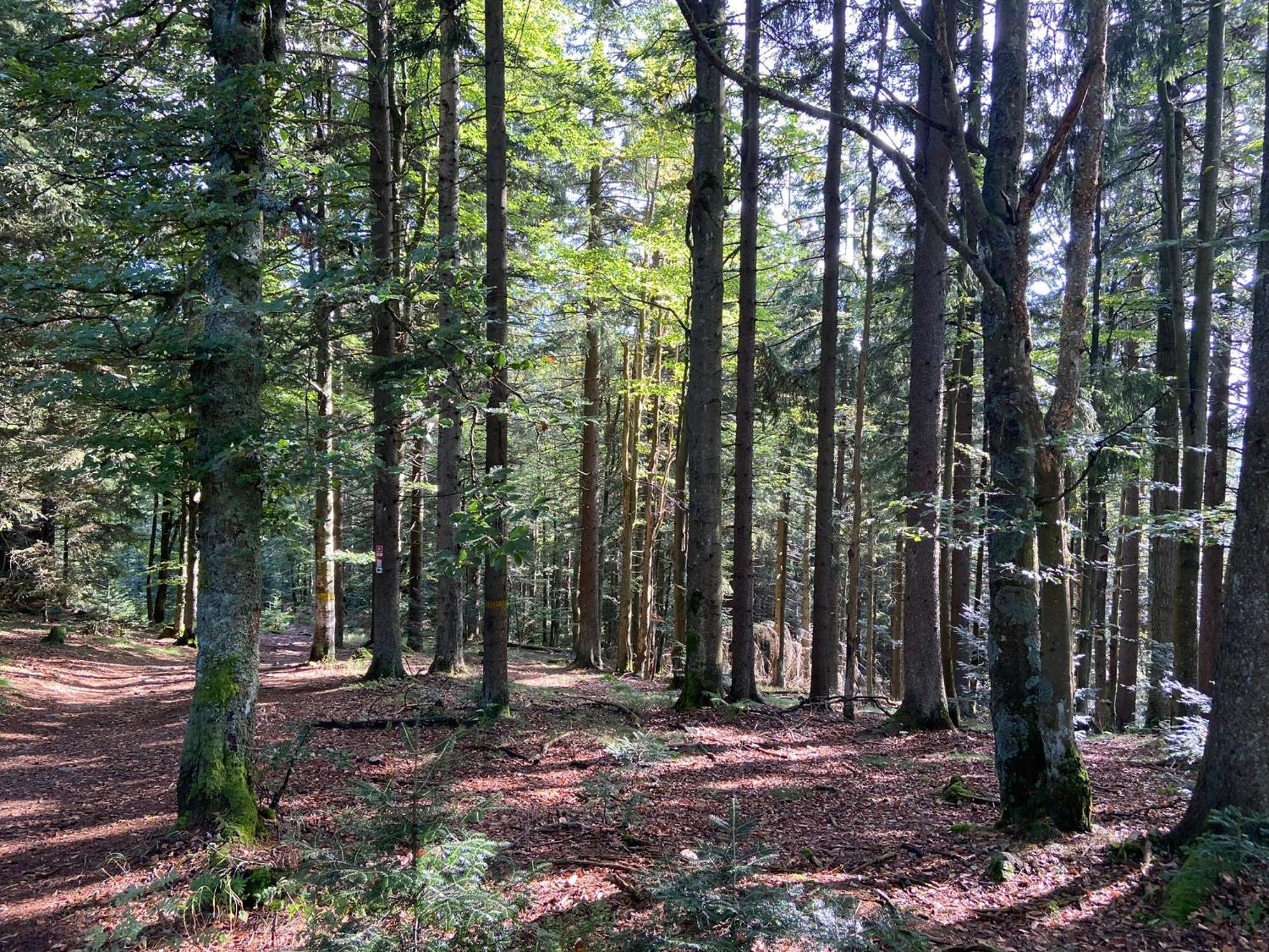 Landgasthof Brandtner Wirt Langdorf  المظهر الخارجي الصورة